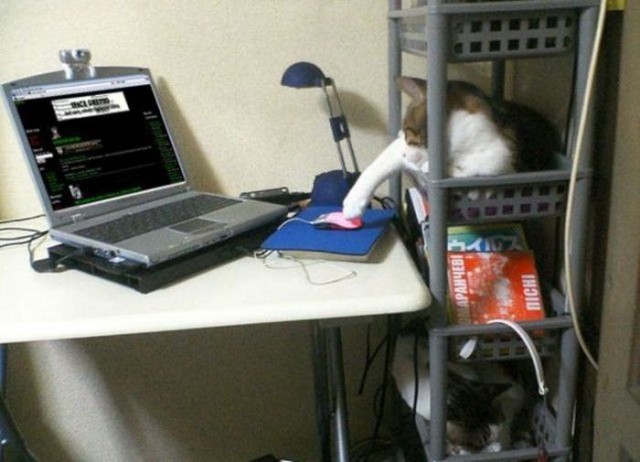Котовторник 03 07 2012