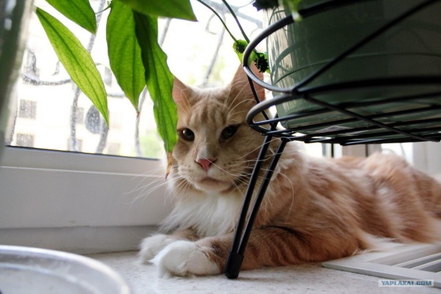 Котовторник  17.07.2012