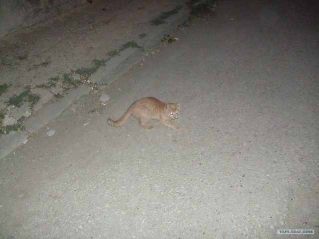 Котовторник 31.07.2012 г.