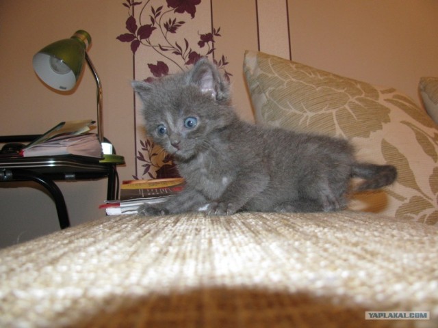 Котовторник ( 23.10. 2012. )