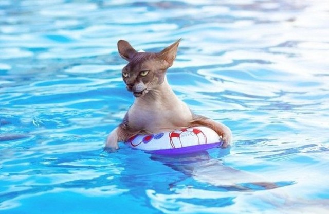 Ты не жилец, хозяин