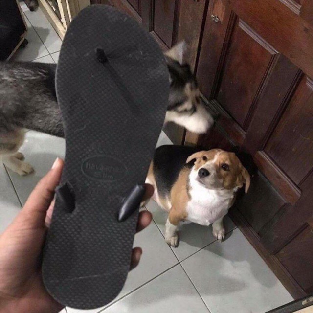 Живность из сети