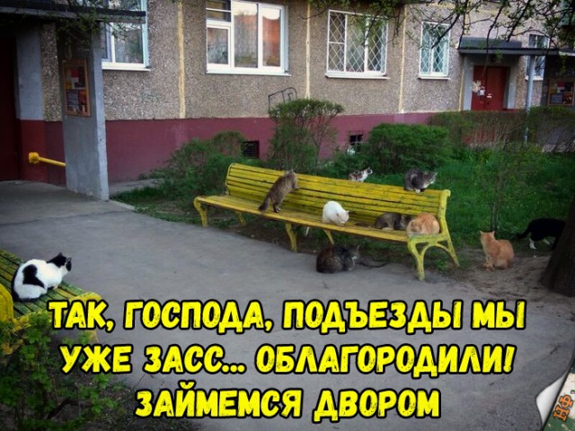 Забавные фото котеек