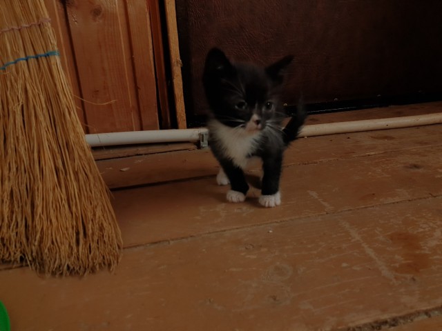 Забавные фото котеек