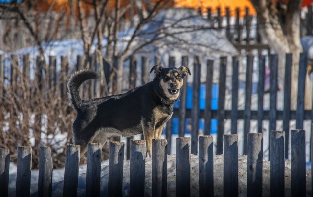 Живность из сети