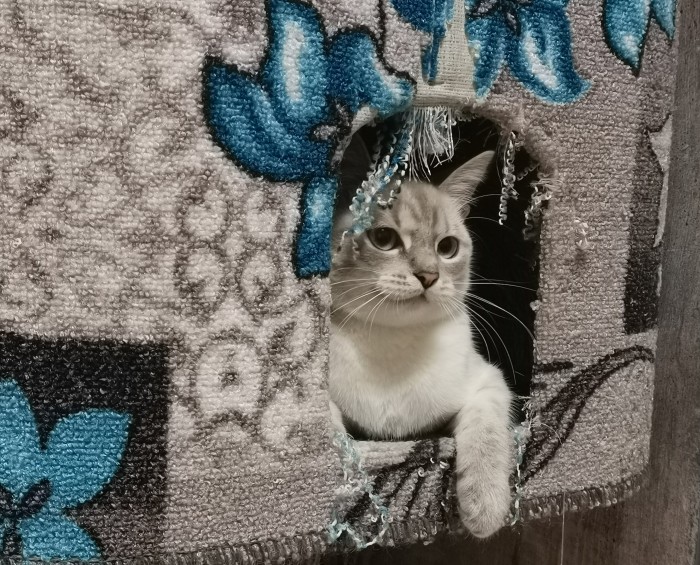 ЯП в кошках