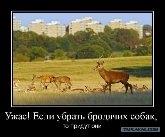 Валуев поджигает зады зооши... эммм у зооактивистов
