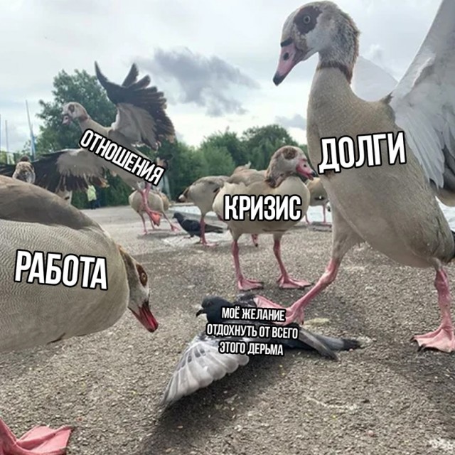 Весёлый полтишок 12.06