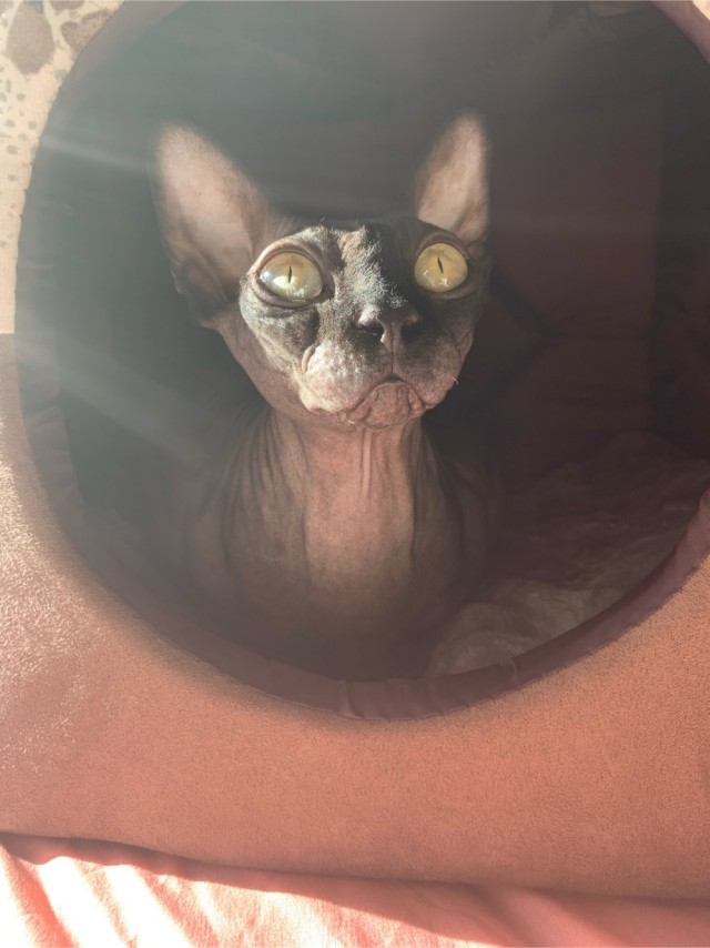 Котовторнику посвящается