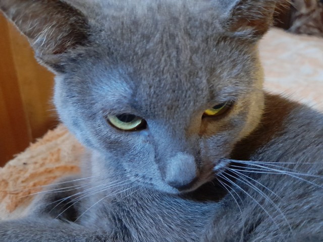 Котики не имеют национальности!!