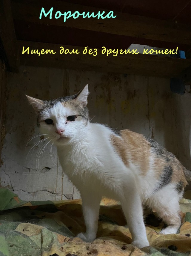 Жизнь домашнего приюта "Котоленд" 330