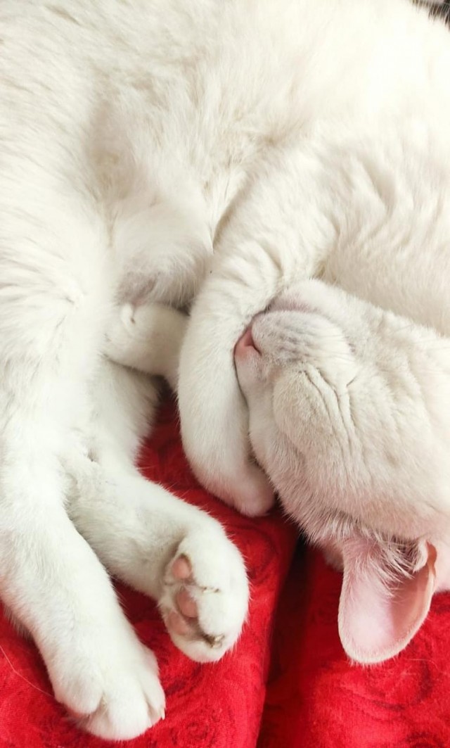 А вот и котовторник 24.05.2022