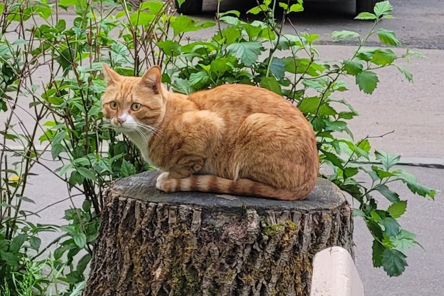 Котовторник 07.06.2022
