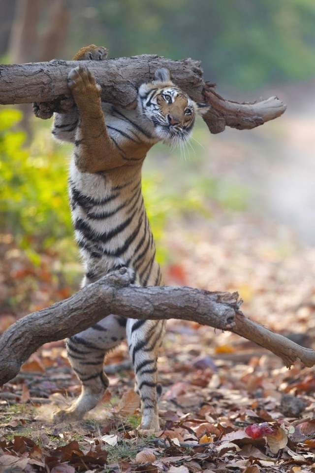 Финалисты ежегодного конкурса забавных фотографий с животными Comedy Wildlife Photography Awards