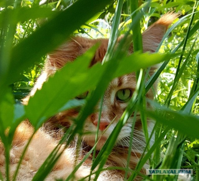 Лето и коты