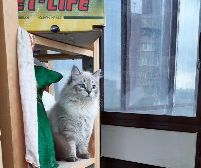 Котовторник 19.07.22
