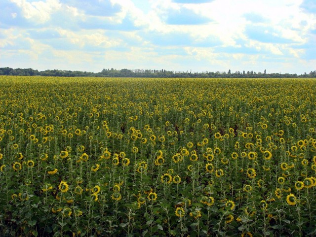 История одной поездки