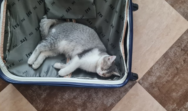 Кот во вторник