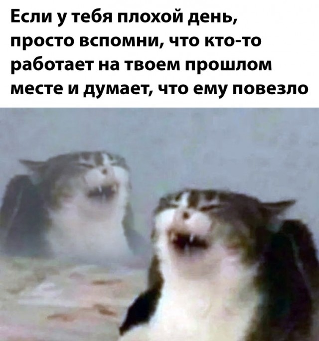 Весёлый полтишок 10.10.22