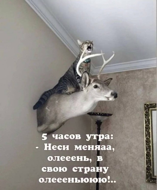 Юмор в картинках и без