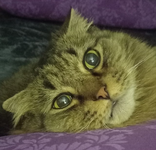 Шерстяной котовторник. Октябрь 2022