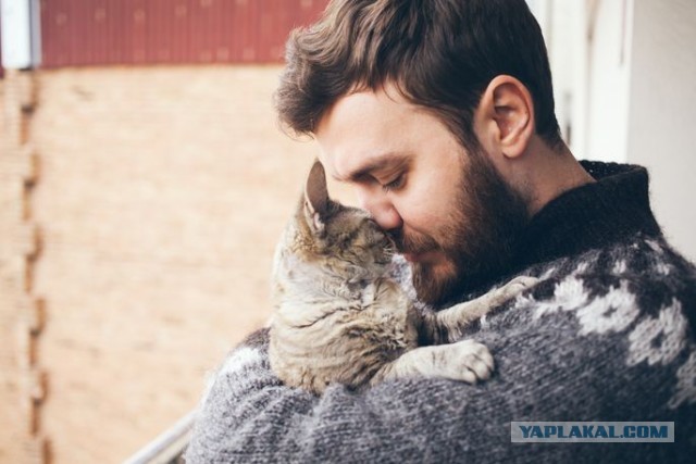 Про кота