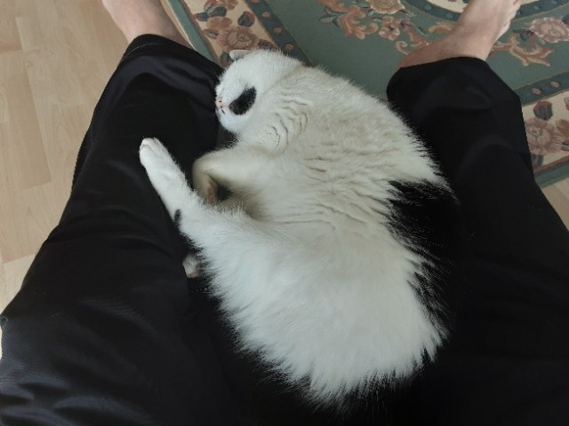 Мой котовторник