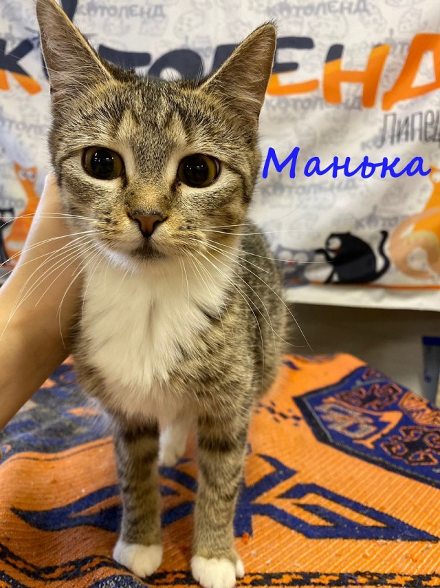Жизнь домашнего приюта "Котоленд" 373