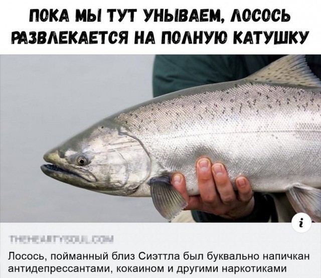 Не смешные глупые картинки