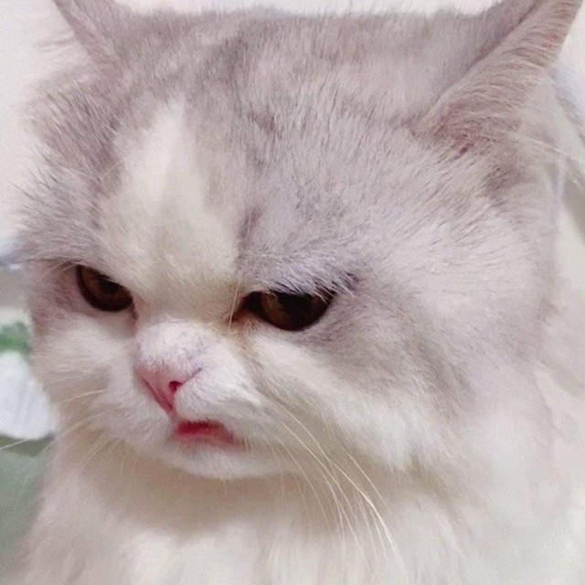 Снимки очень злых котов, которые всё равно остаются милашками