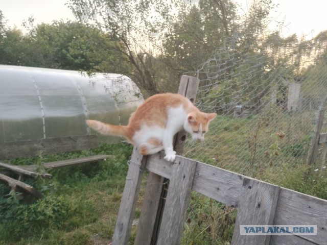 Жизнь домашнего приюта для котеек 463