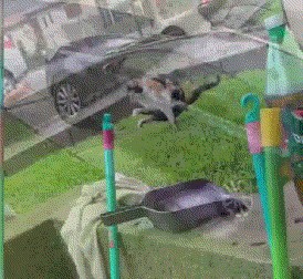Разновидности Хоба