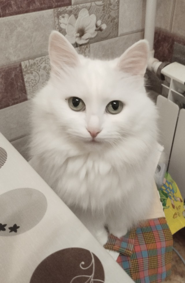 А в следующей жизни я хотел бы быть котом