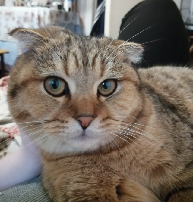 Котовторник 09.04.24