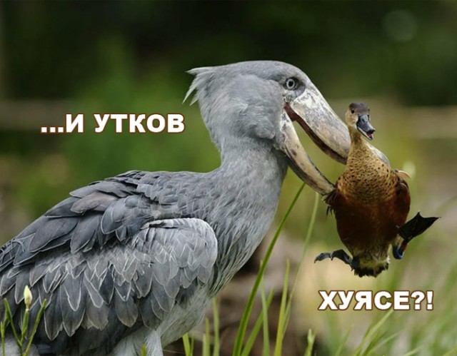 Враг крокодилов: кто такой китоглав и чем он опасен
