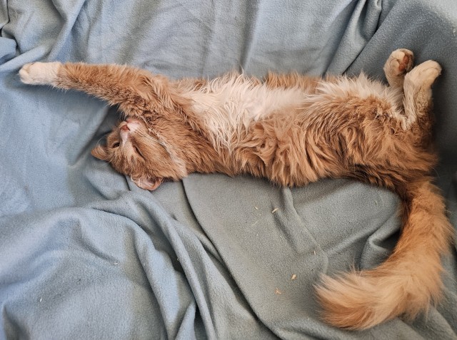 Котовторник в картинках