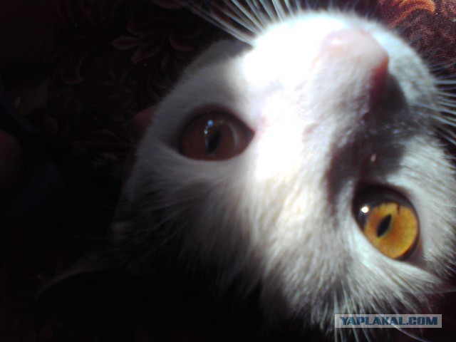 Котовторник 04.06.2013