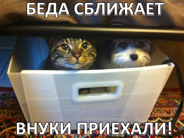 Смехотерапия. Весёлые картинки