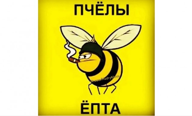 Про медовую пенку