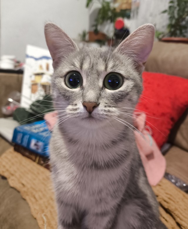 Котовторник продолжается