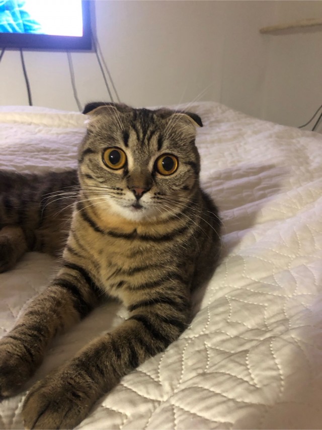 Совпало с котовторником.