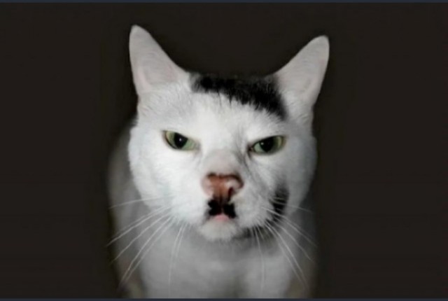 Котовторник