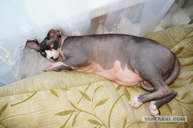 "Инопланетный" котэ