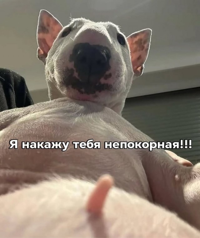 Картинки и мемки