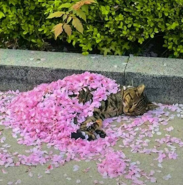 Котовторник