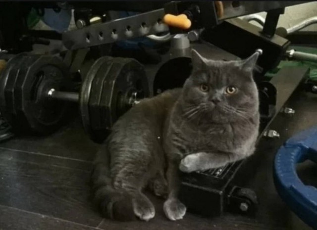 Чутка кошек