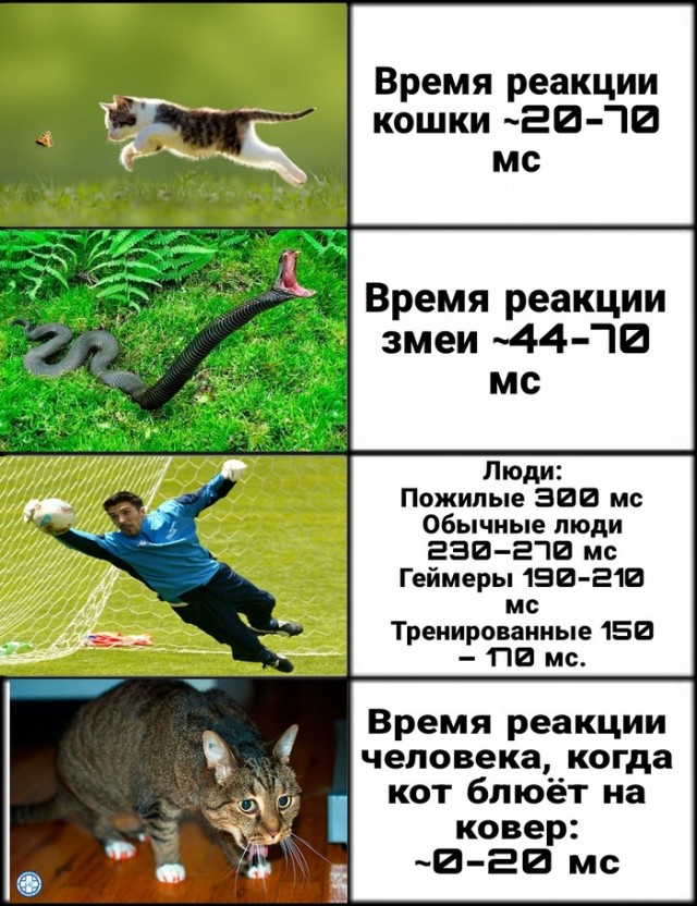 Скоро дачный сезон – внимательно запоминаем, что черная мамба: быстрая, ядовитая и не черная