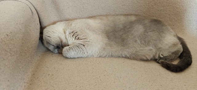 Кото вторник. Серый на сером)