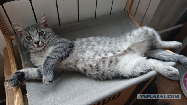 У меня самый красивый кот на свете!