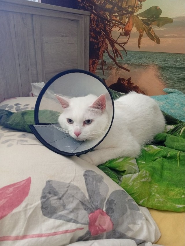 *БАЯН*Котьки у ветеринаров